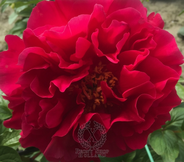 Peony Britannia