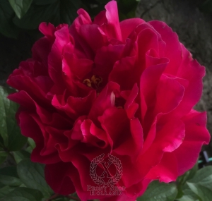 Thumbnail of Peony Britannia, image 2 of 3