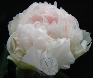 Thumbnail of Peony Brother Chuck, image 1 of 3