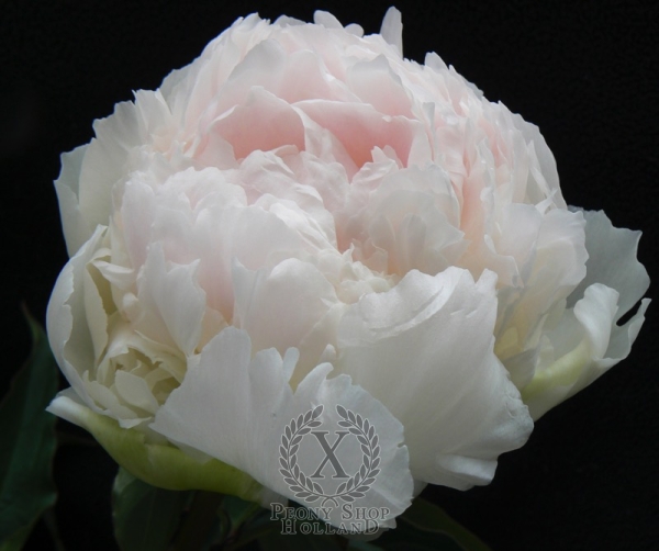 Peony Brother Chuck, image 1 of 3