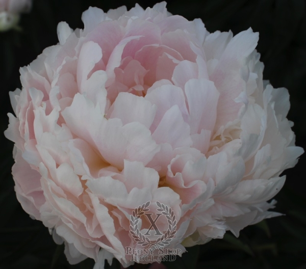 Peony Brother Chuck, image 2 of 3