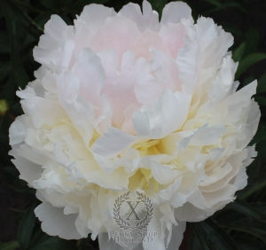 Thumbnail of Peony Brother Chuck, image 3 of 3