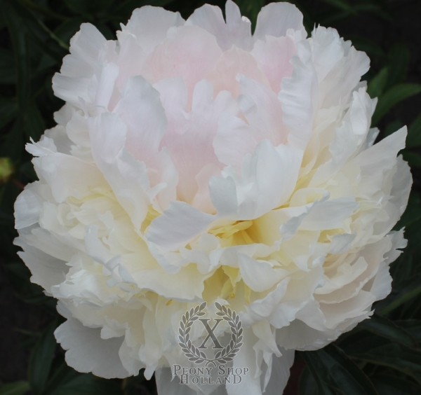 Peony Brother Chuck, image 3 of 3