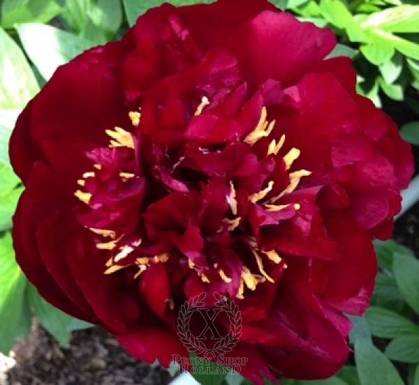 Peony Buckeye Belle