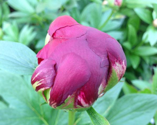 Peony Buckeye Belle, image 2 of 3