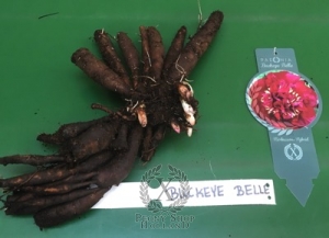 Thumbnail of Peony Buckeye Belle, image 3 of 3