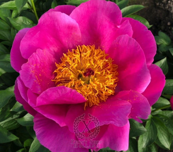 Peony Bulla