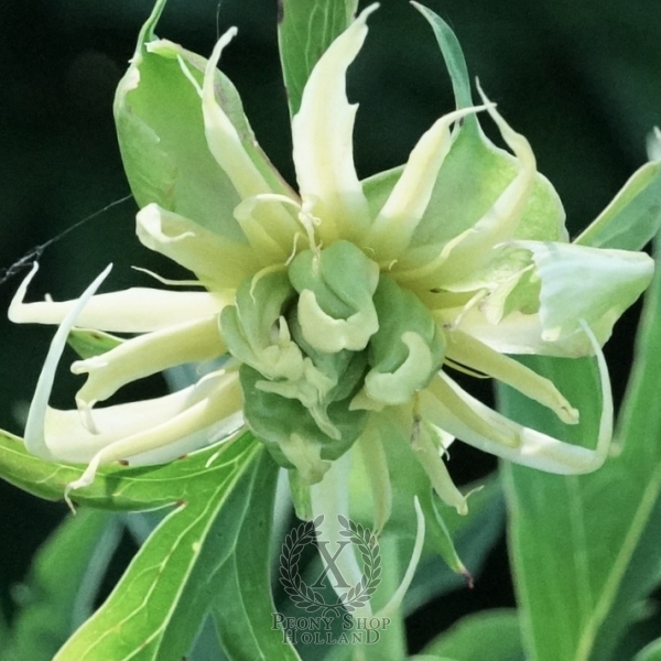 Peony Bully Buck