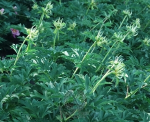 Thumbnail of Peony Bully Buck, image 2 of 2