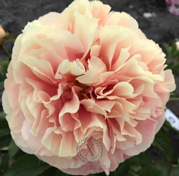 Peony Byzantium®