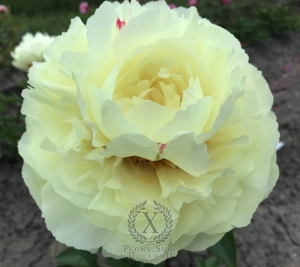 Thumbnail of Peony Caesarion, image 2 of 4