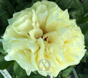 Thumbnail of Peony Caesarion, image 3 of 4