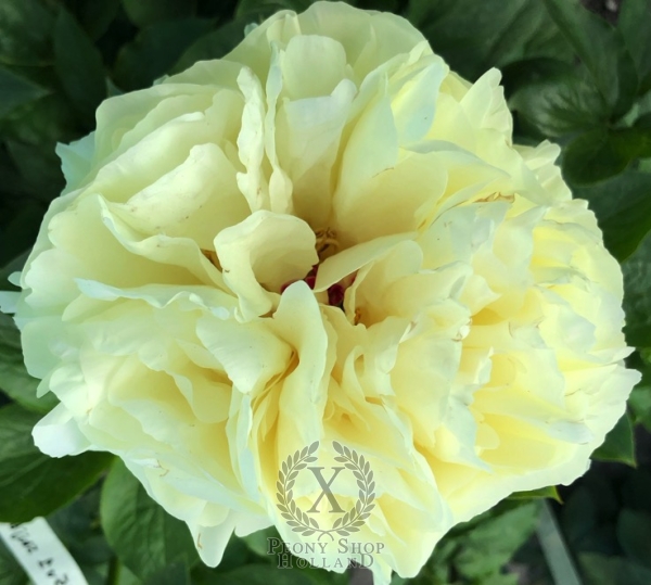 Peony Caesarion, image 3 of 4