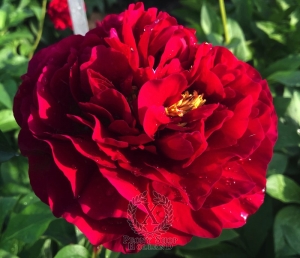 Thumbnail of Peony Caligula, image 1 of 7