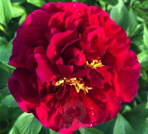 Thumbnail of Peony Caligula, image 2 of 7