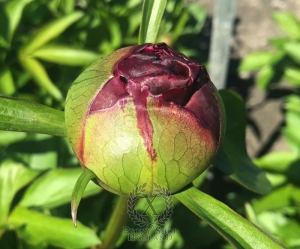 Thumbnail of Peony Caligula, image 6 of 7