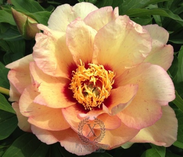 Yellow Peonies, full yellow peony assortment