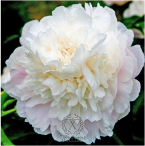 Thumbnail of Peony Camellia White, image 1 of 1