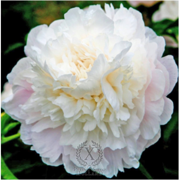 Peony Camellia White