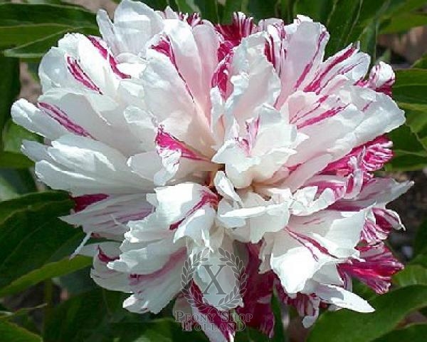 Peony Candy Stripe, image 1 of 1