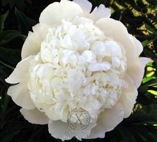 Peony Capital Dome