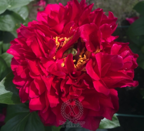 Peony Caracalla, image 1 of 7