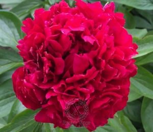 Thumbnail of Peony Caracalla, image 2 of 7