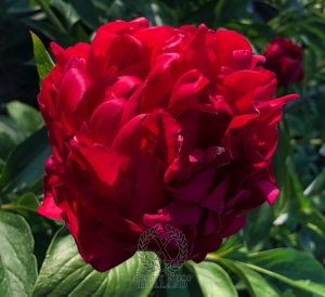 Thumbnail of Peony Caracalla, image 3 of 7