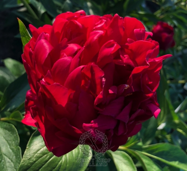 Peony Caracalla, image 3 of 7