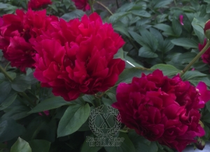 Thumbnail of Peony Caracalla, image 5 of 7