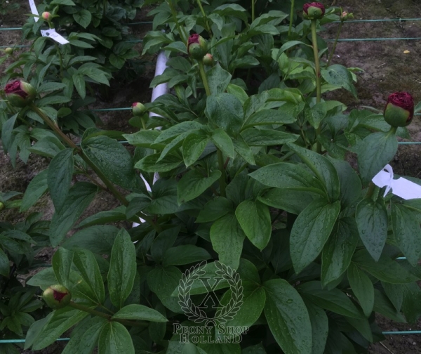 Peony Caracalla, image 7 of 7