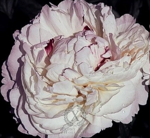 Thumbnail of Peony Carl G. Klehm, image 2 of 2