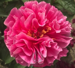 Thumbnail of Peony Carmenta, image 1 of 6