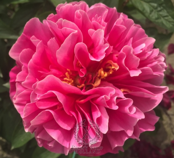 Peony Carmenta