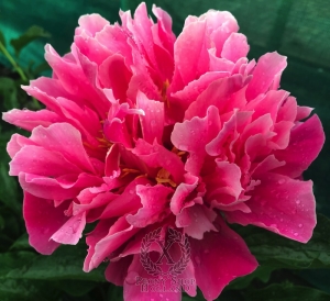 Thumbnail of Peony Carmenta, image 4 of 6