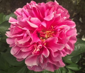 Thumbnail of Peony Carmenta, image 6 of 6