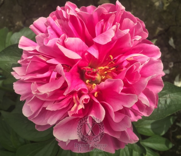 Peony Carmenta, image 6 of 6