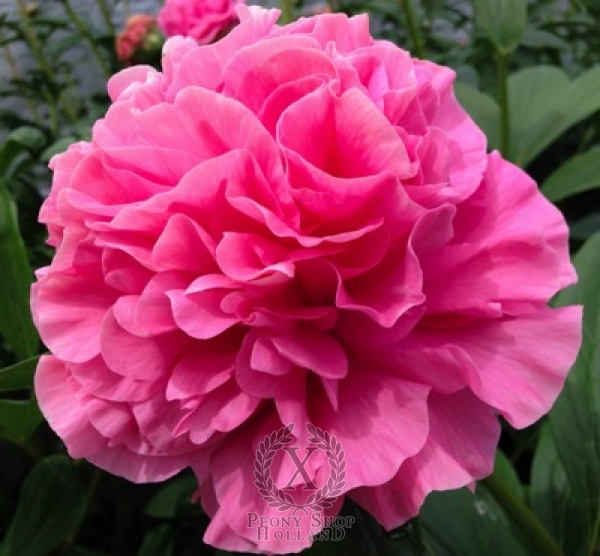 Peony Carnation Bouquet