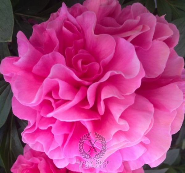 Peony Carnation Bouquet, image 2 of 5