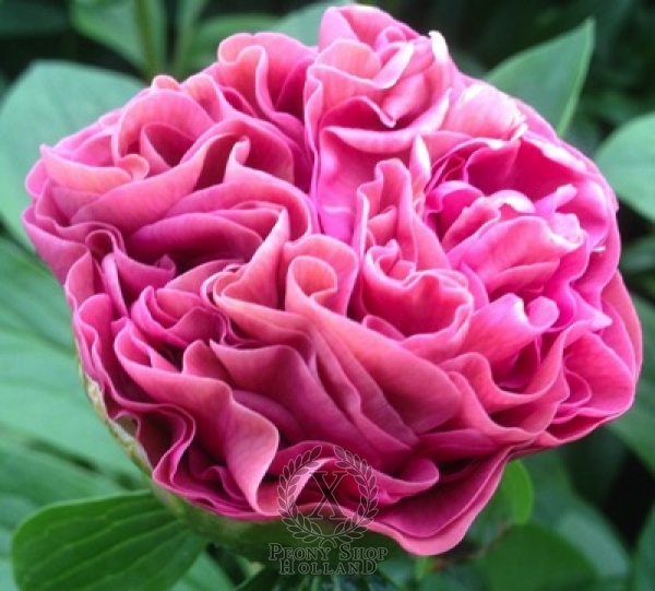 Peony Carnation Bouquet, image 3 of 5