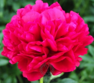 Thumbnail of Peony Carol, image 1 of 1