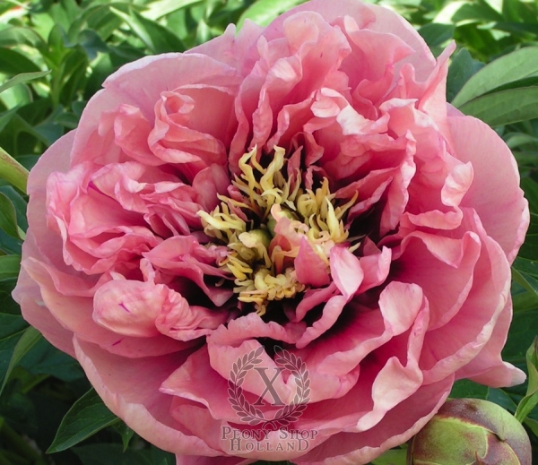 Peony Caroline Constabel