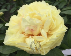 Thumbnail of Peony Carthago, image 2 of 5