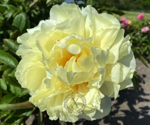 Thumbnail of Peony Carthago, image 5 of 5