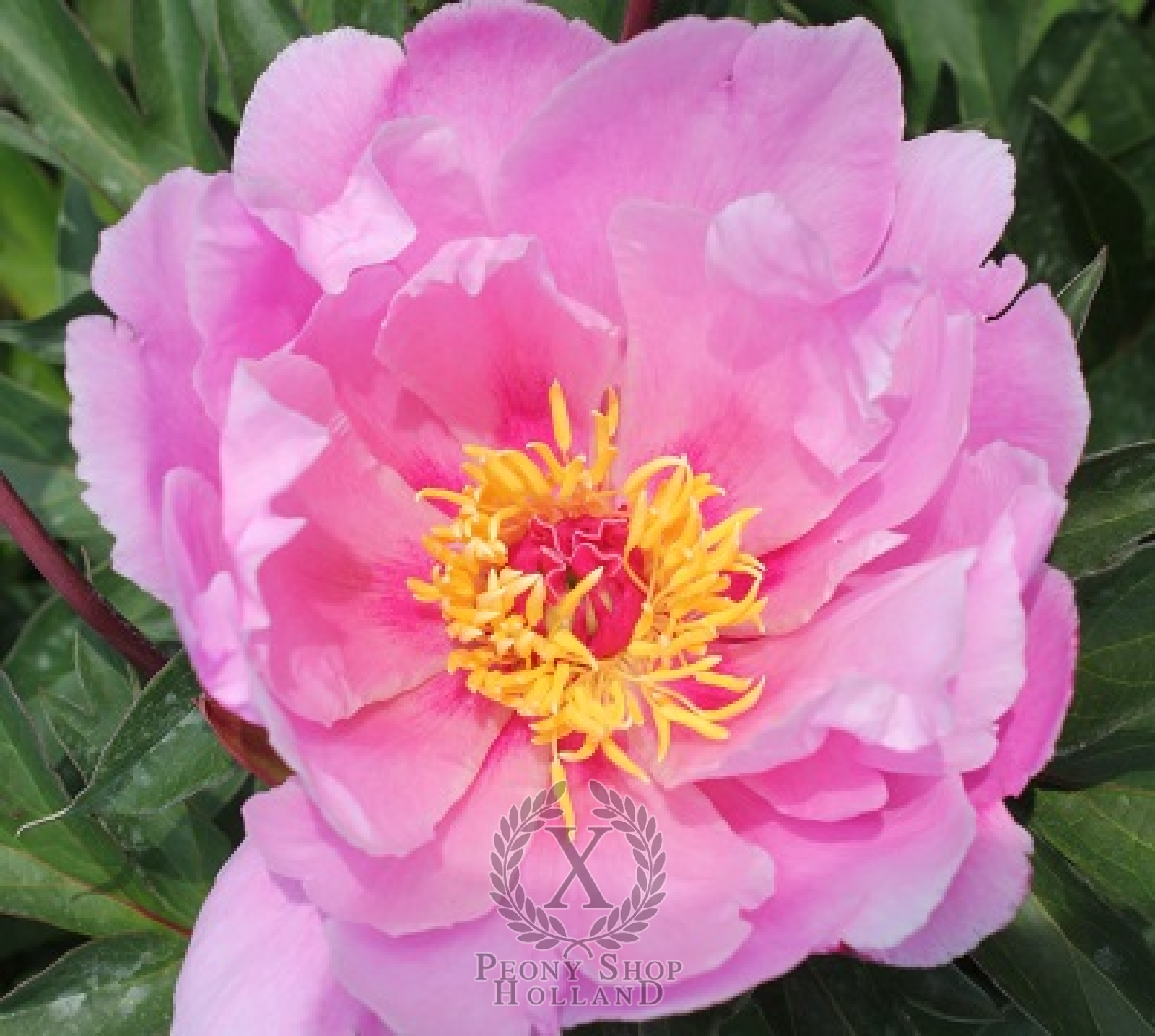 Peony Cat Whiskers Itoh Hybrid at peony nursery