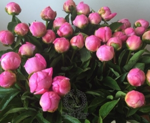 Thumbnail of Peony Catharina Fontijn, image 2 of 2