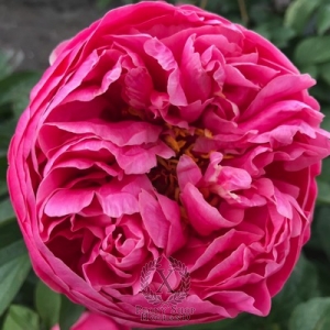 Thumbnail of Peony Catullus, image 1 of 1