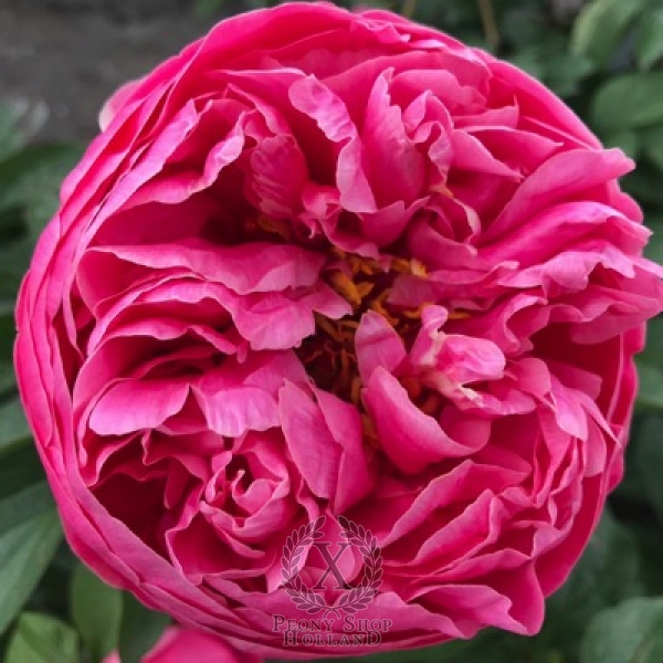 Peony Catullus