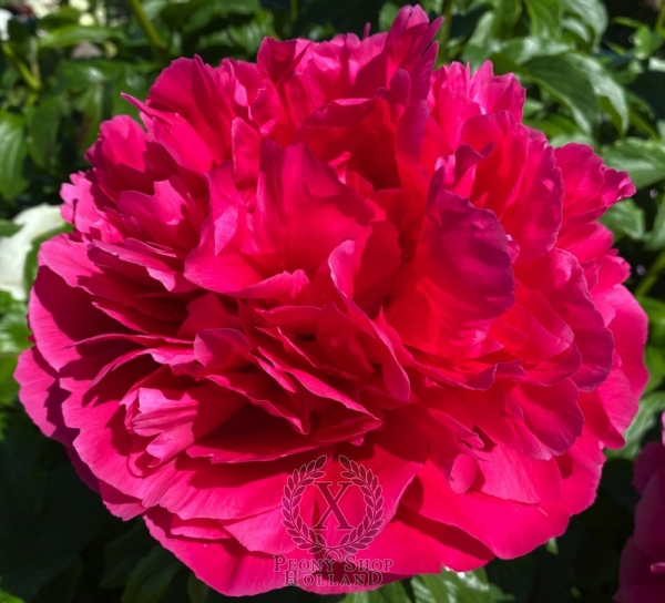 Peony Centurion®