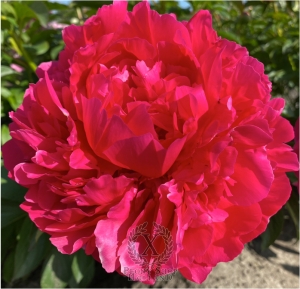 Thumbnail of Peony Centurion®, image 2 of 6